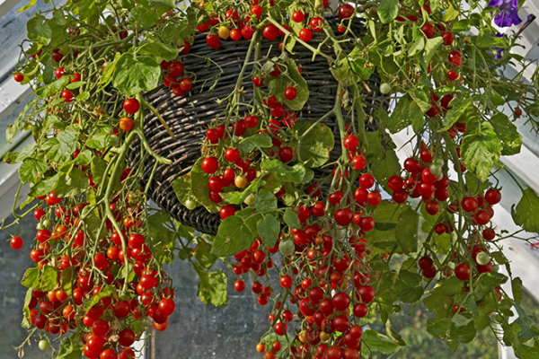 7 идеальных растений для выращивания в подвесных кашпо